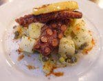 zoilo octopus