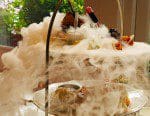 Ampersand science Afternoon tea with dry ice