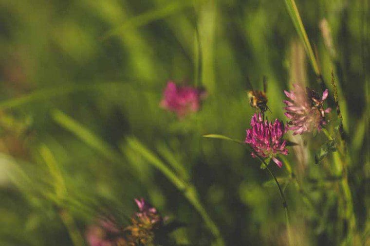 Bee on wild flower at Le Noir Pré Orchid Field
