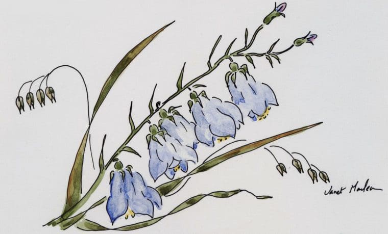 Harebell - Janet Maclean Harebell - Janet Maclean