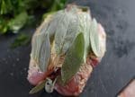 Partridge with butter and sage recipe