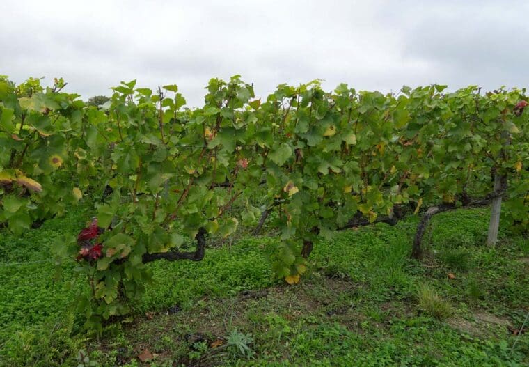 Cordon-Royale-at-Clos-St-Hilaire-Billecart-Salmon