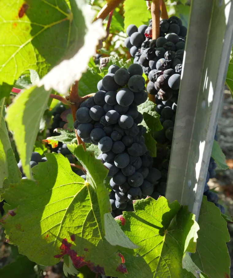 Champagne Grapes