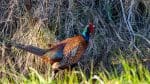 Game Recipes - Pheasant in the wild