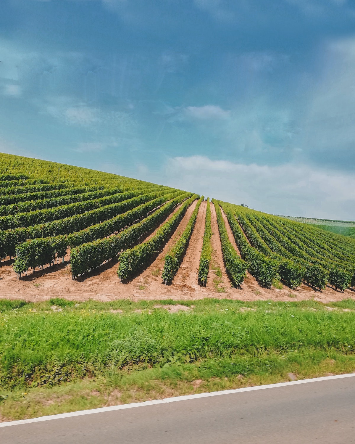 BURGUNDY VINEYARDS