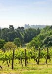 Langlois Chateau Vineyards