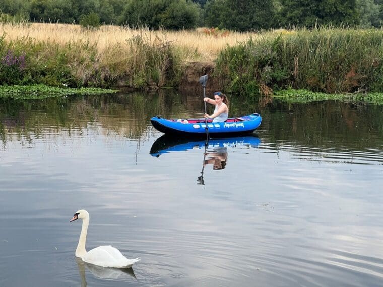 Kayaking on the Wey navigation with friendly swan