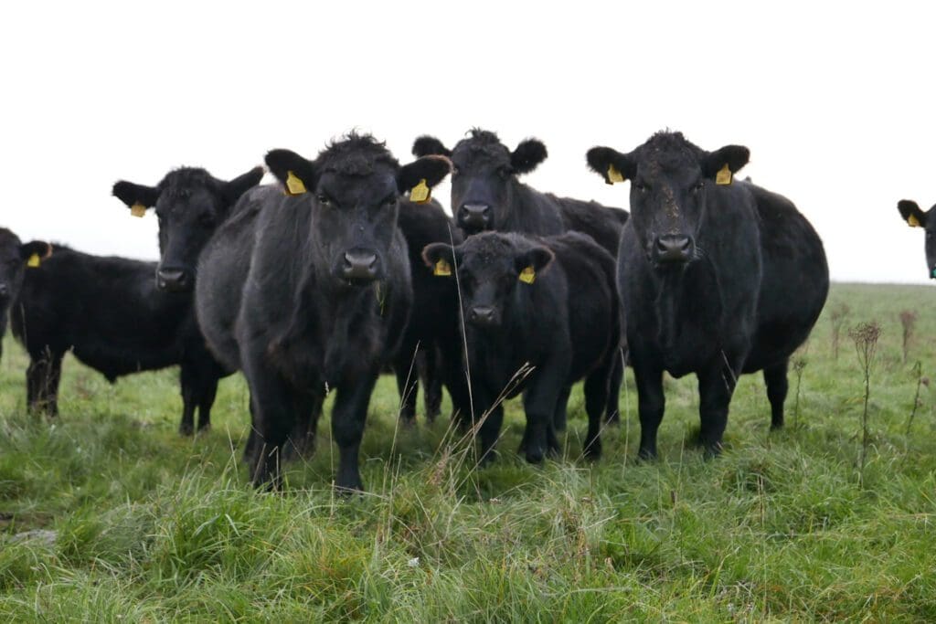 M Canary Wharf Ethical Butcher Cattle