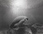 Hiroshi Sugimoto, Manatee, 1994