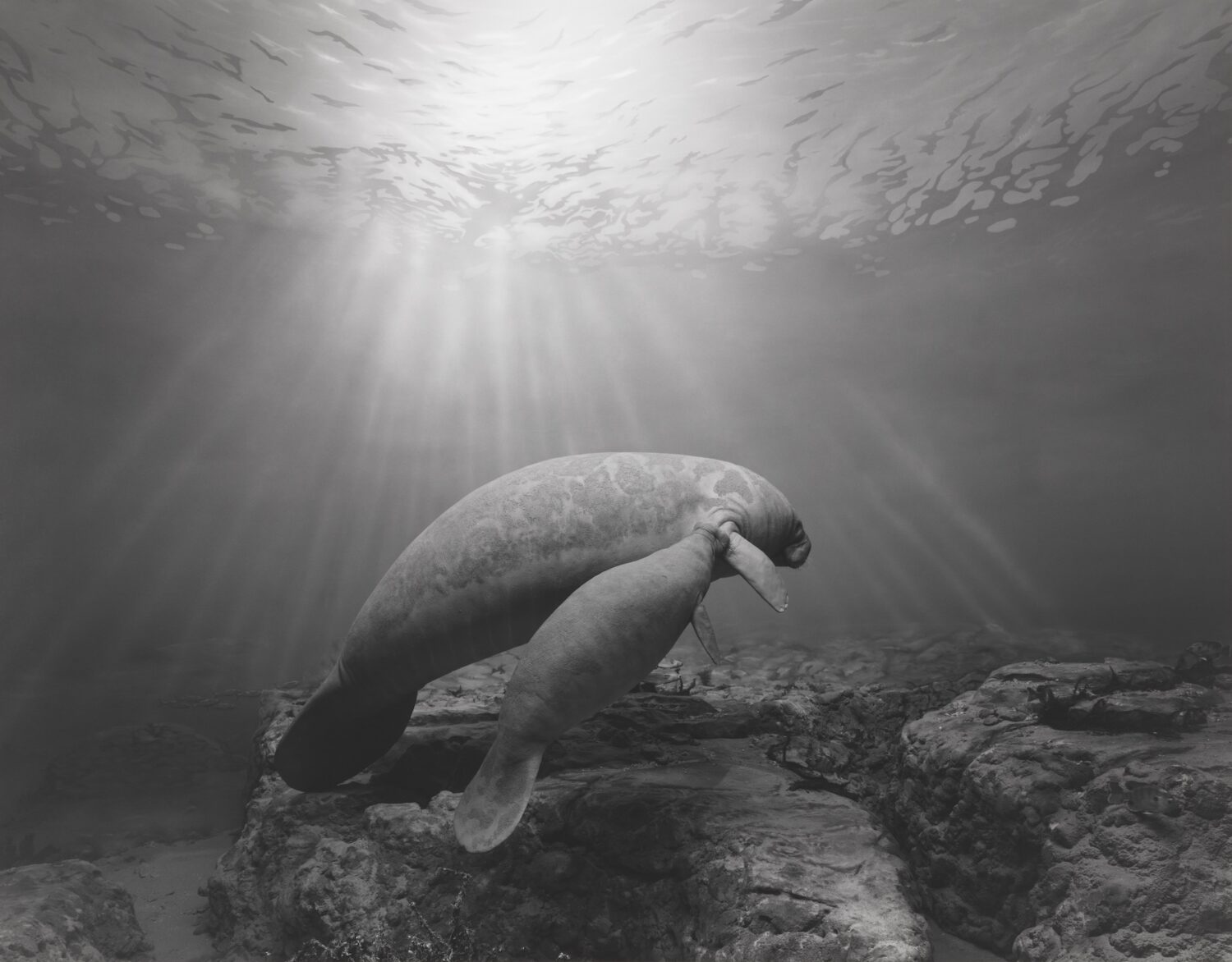 Hiroshi Sugimoto, Manatee, 1994