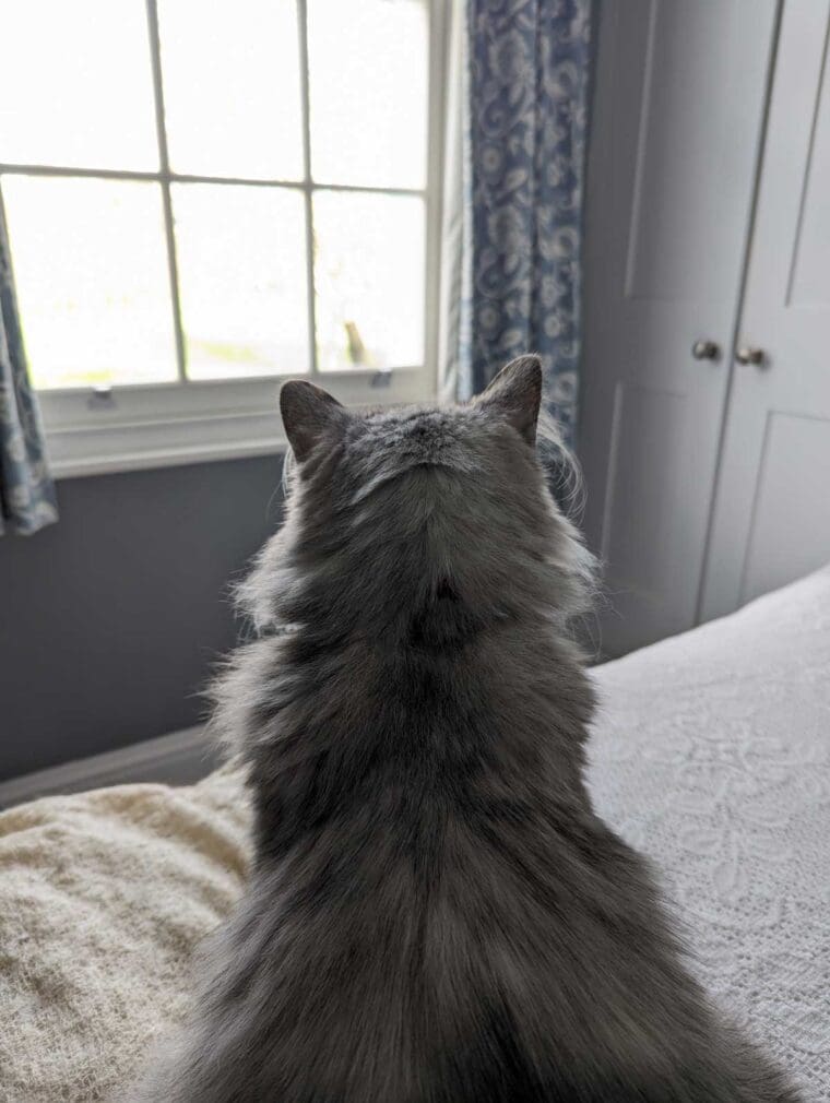 Lulu-Bird-Watching
