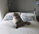 Lulu-on-Simba-Mattress