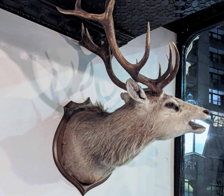 Stag - The Jugged Hare