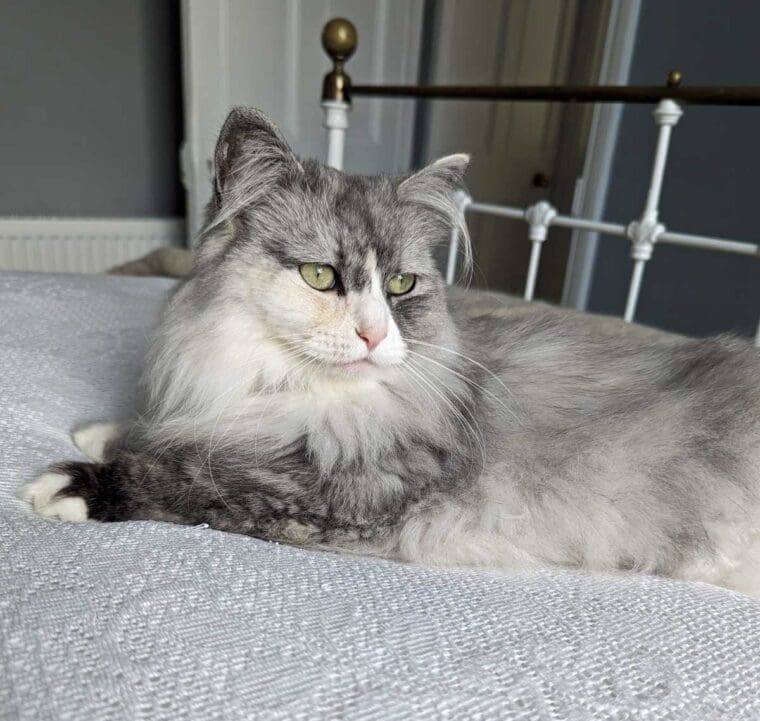 lulu-approves-of-Simba