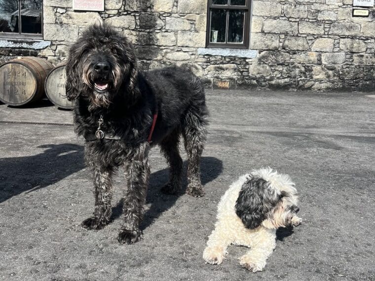 Knockdhu Distillery dogs