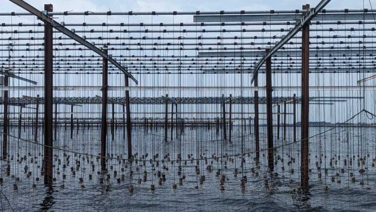 Oyster Cultivation Etang de Thau