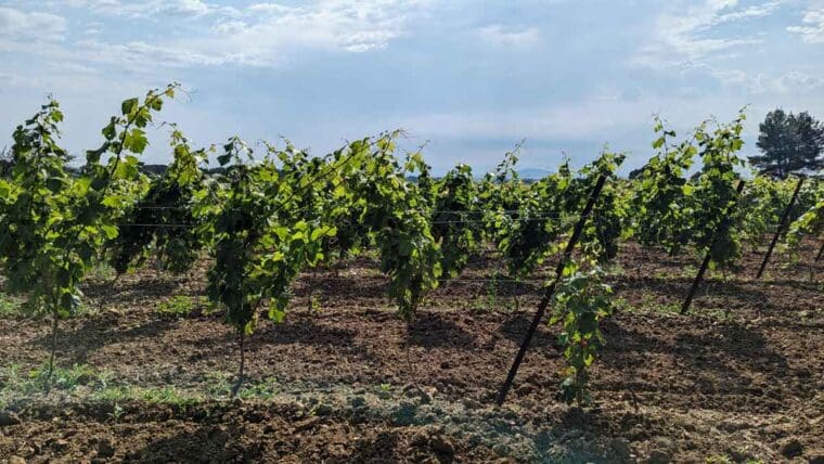 Picpoul vineyard with Ormarine