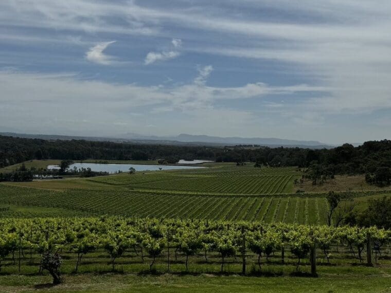 Audrey Wilkinson Vineyard View