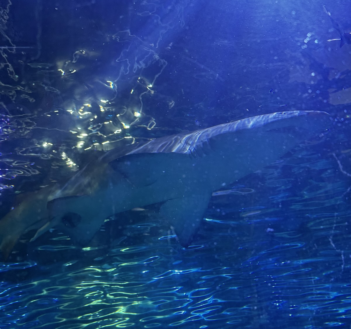 Shark Sea Life Aquarium Sydney 