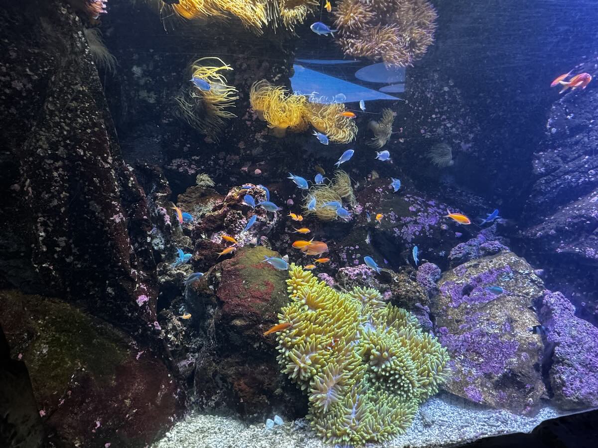 Tropical fish at Sea Life Aquarium Sydney