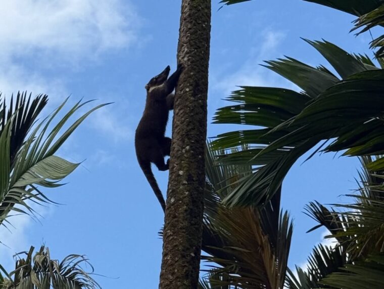 Coati climbing a tree