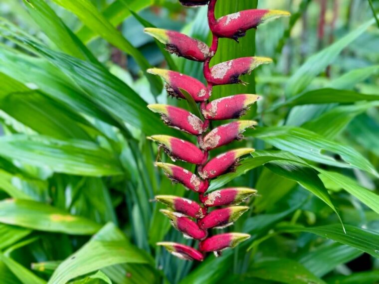 Costa Rican flora