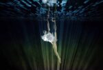 Deepstaria