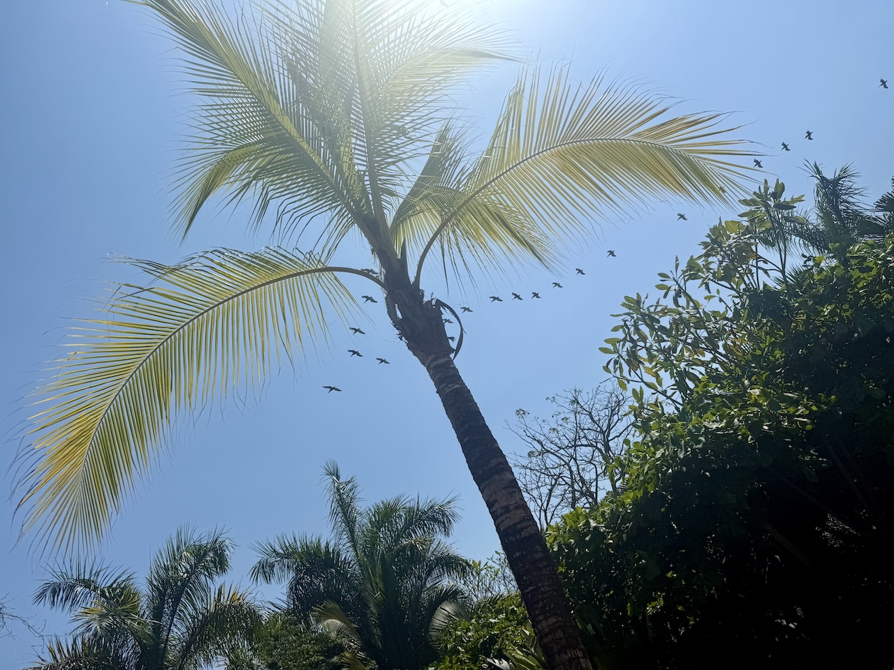 Bird flight formation