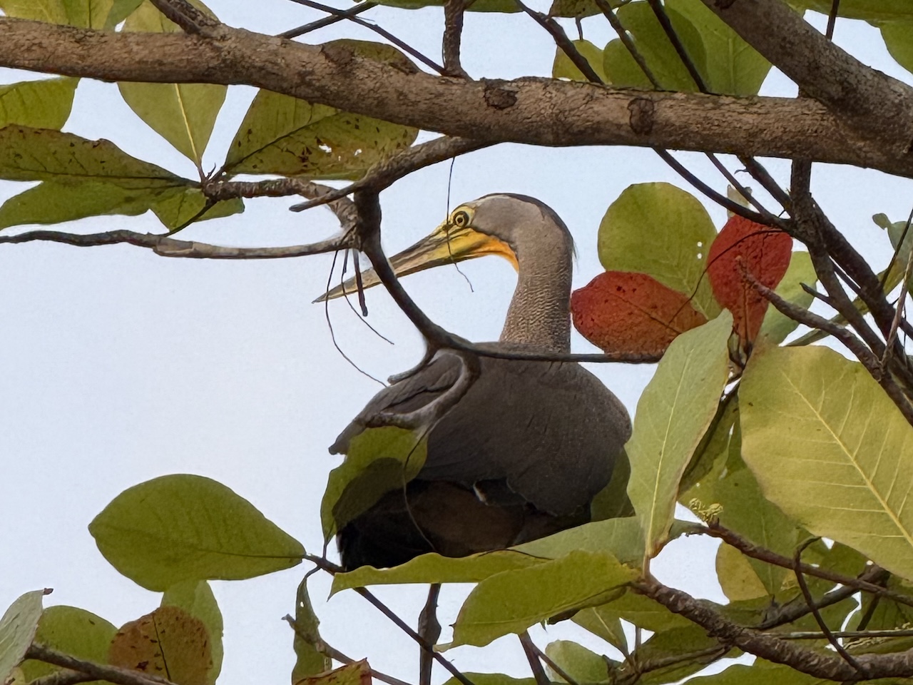 Heron