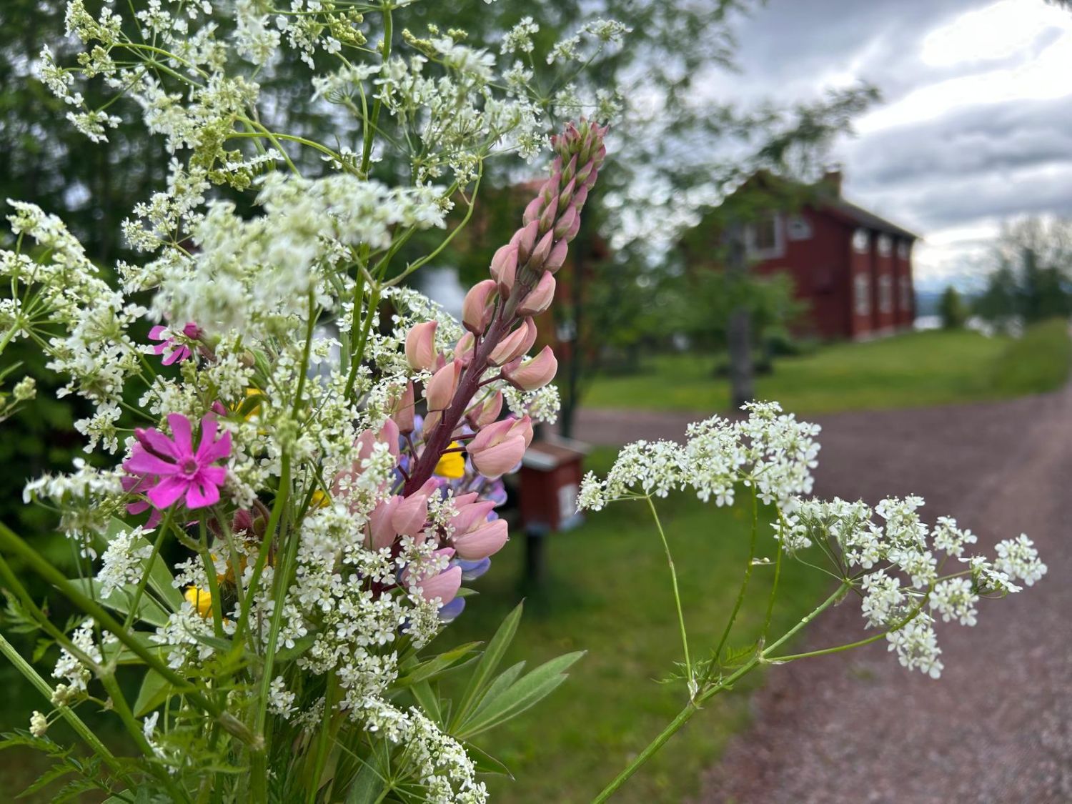 Bouquet of wildflowers picked at midsummer in Dalarna Sweden shown again a red house.