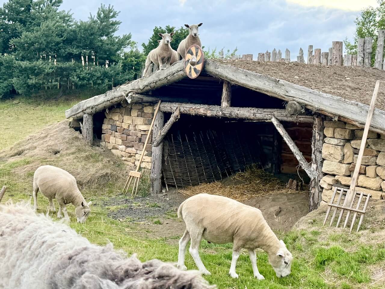 Kynren Viking village sheep
