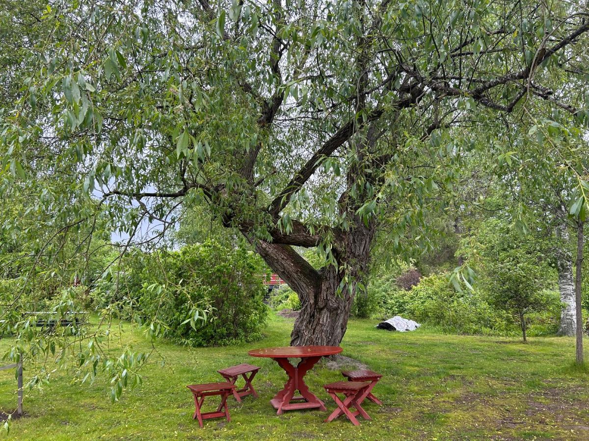 A tree which has featured in the painting of Carl Larsson in his garden at his house in Sunborn Sweden