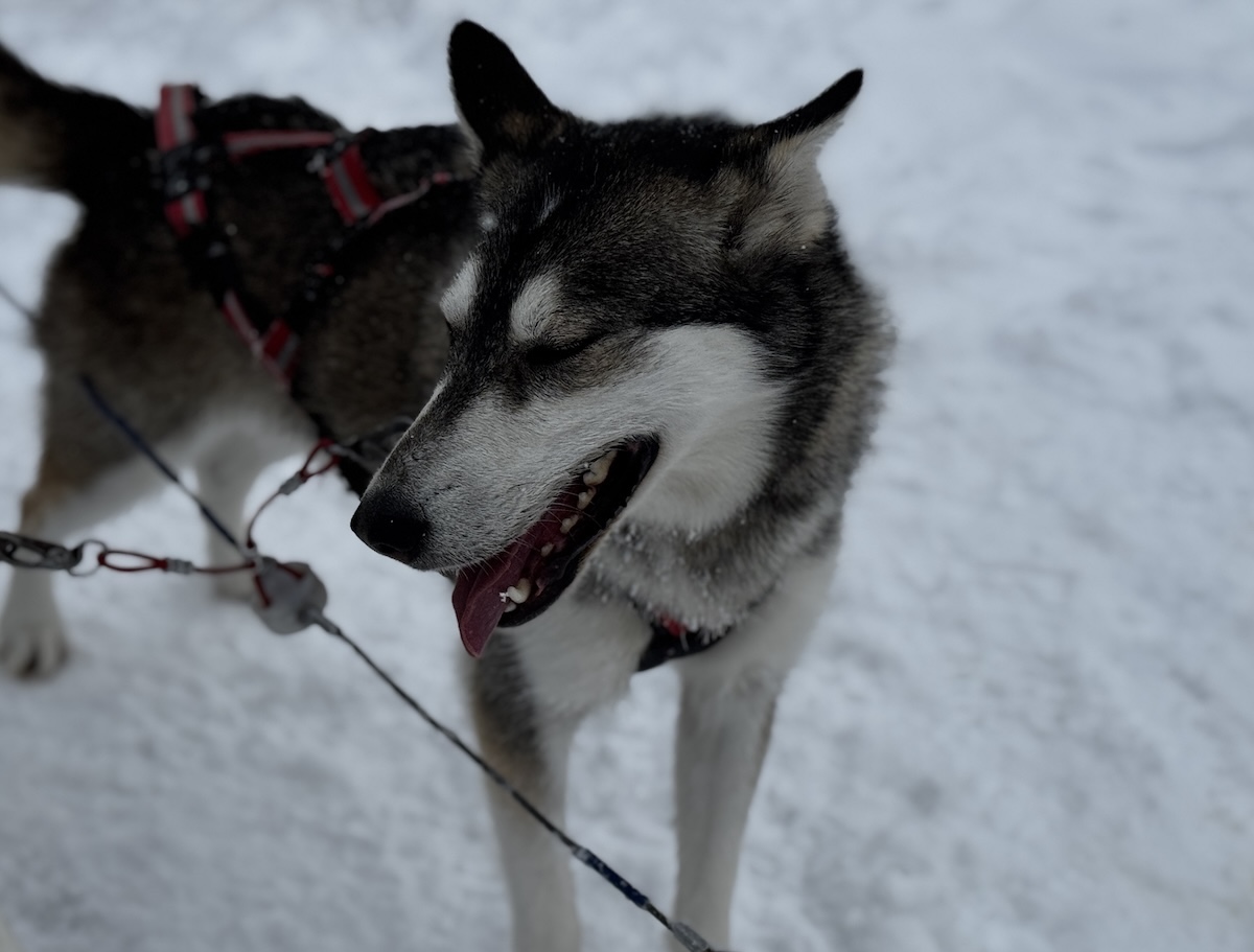 Dog Sledding in Darlana