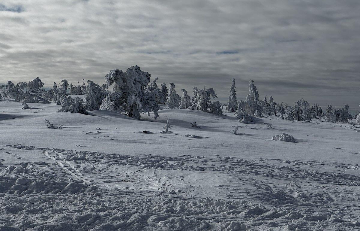 Frosty trees at the top of Vargy express chair - skiing in Sälen