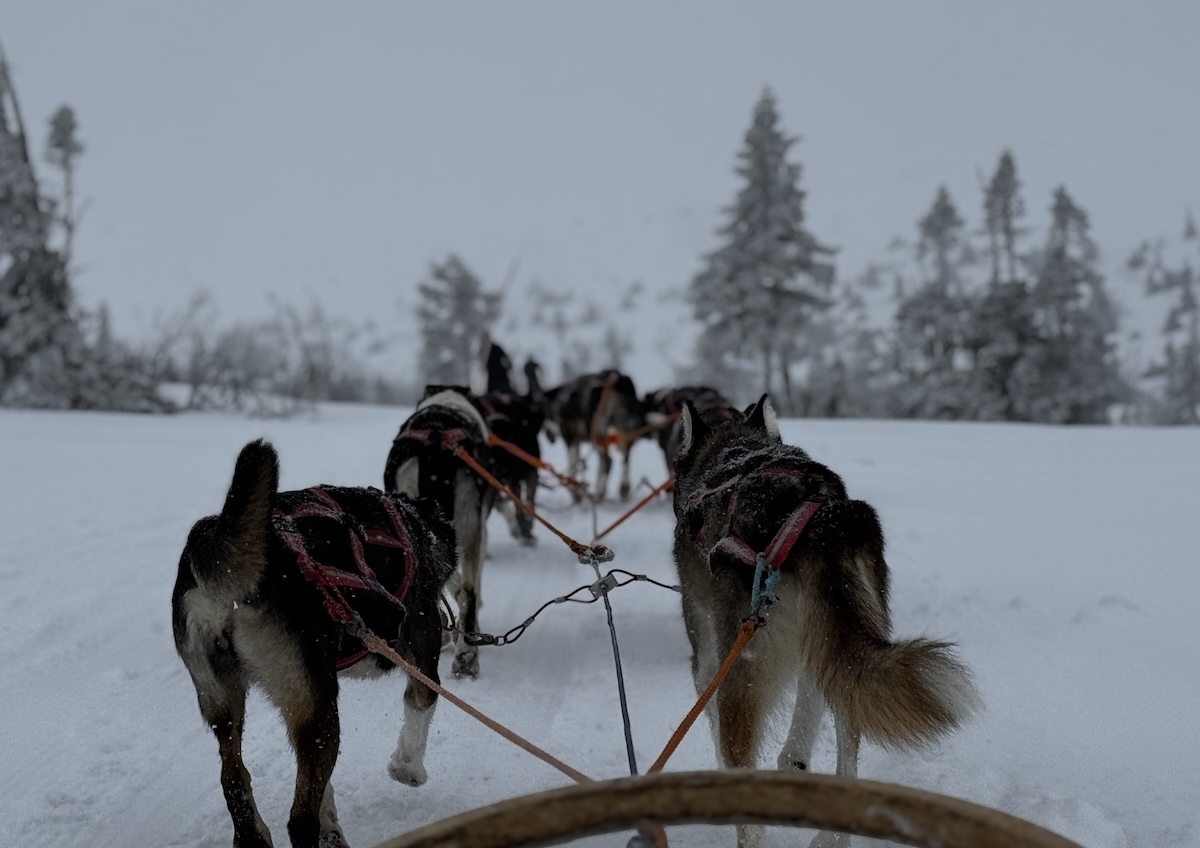 Dog Sledding in Darlana