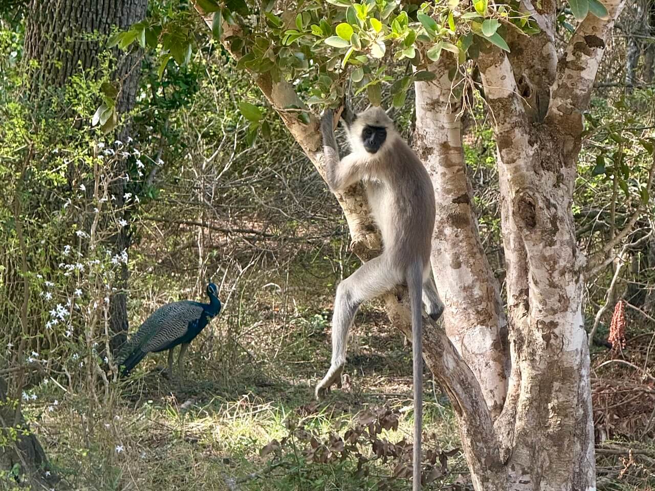 Yala National Park