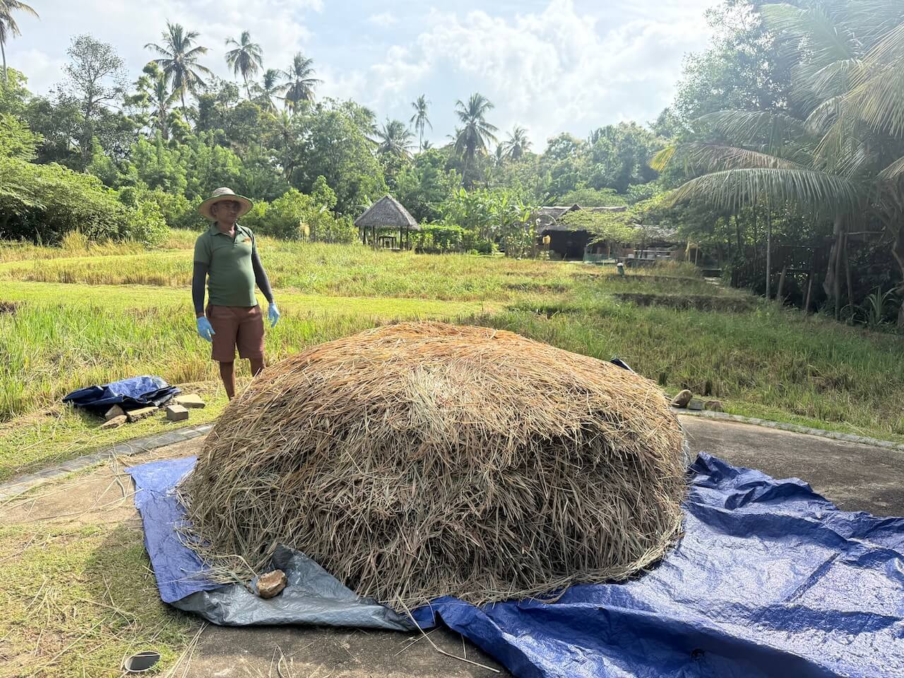 Paddy field Anantara Peace Haven