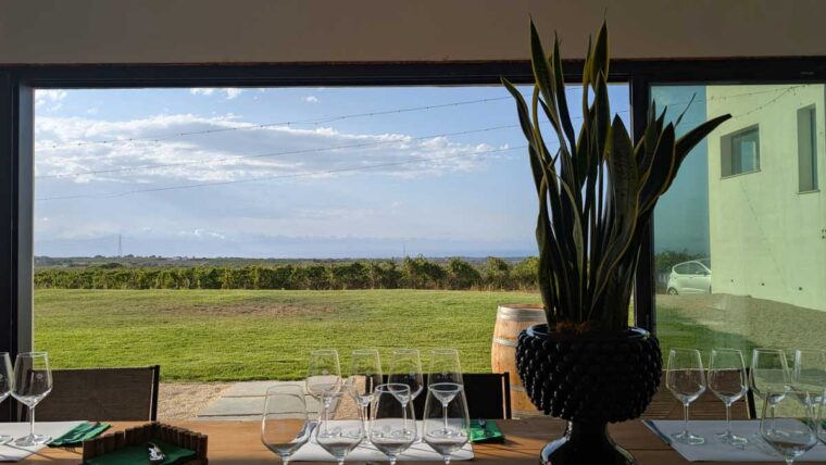 The view from Tolo Winery