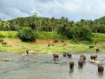 Pinnawala Elephant Orphanate