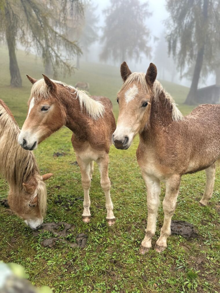 Haflinger horse in Salten Plateau