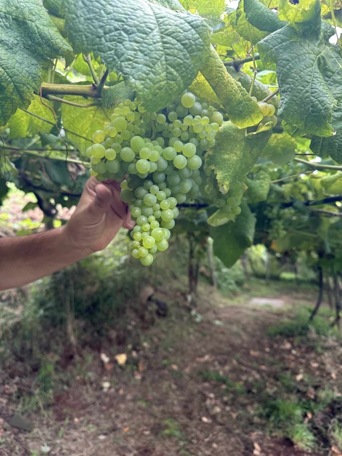 Latada system of growing grapes at Blandy's Quinta do Bispo, Sao Jorge, Madeira Wine