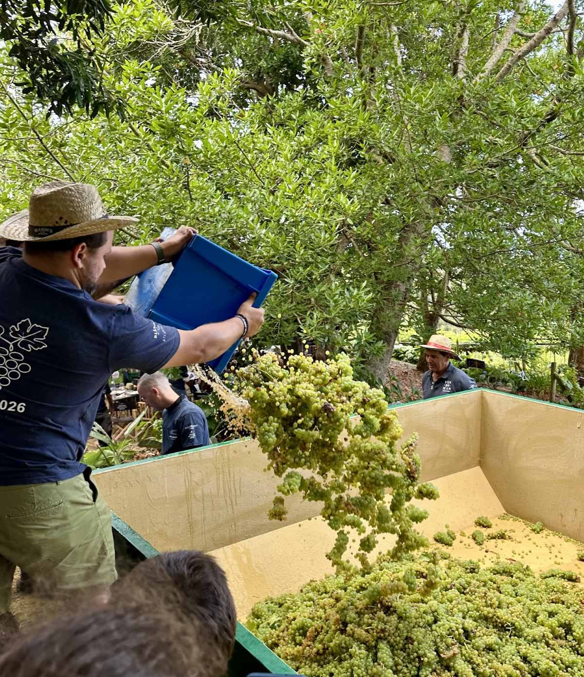 Grape harvest at Quinta do Bispo, making Madeira Wine