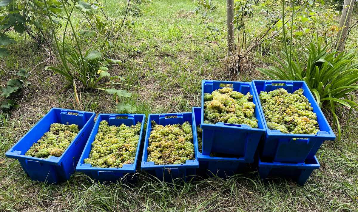 Grapes picked by hand for making Madeira Wine at Blandy's vineyard