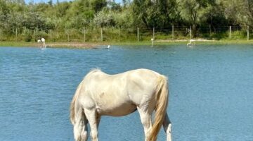 CAMARGUE-WHITE-HORSE-DRINKING