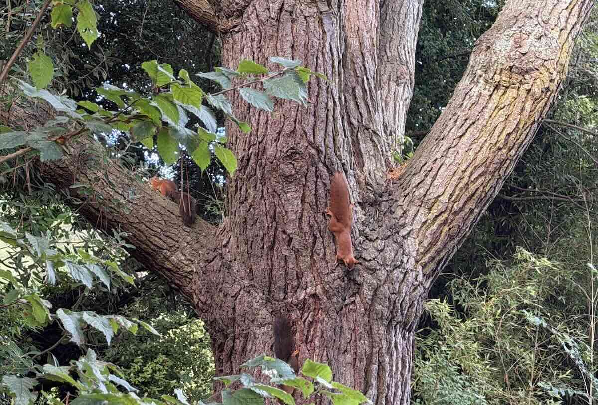 Red Squirrels in Tresco Abbey Garden Isles of Scilly