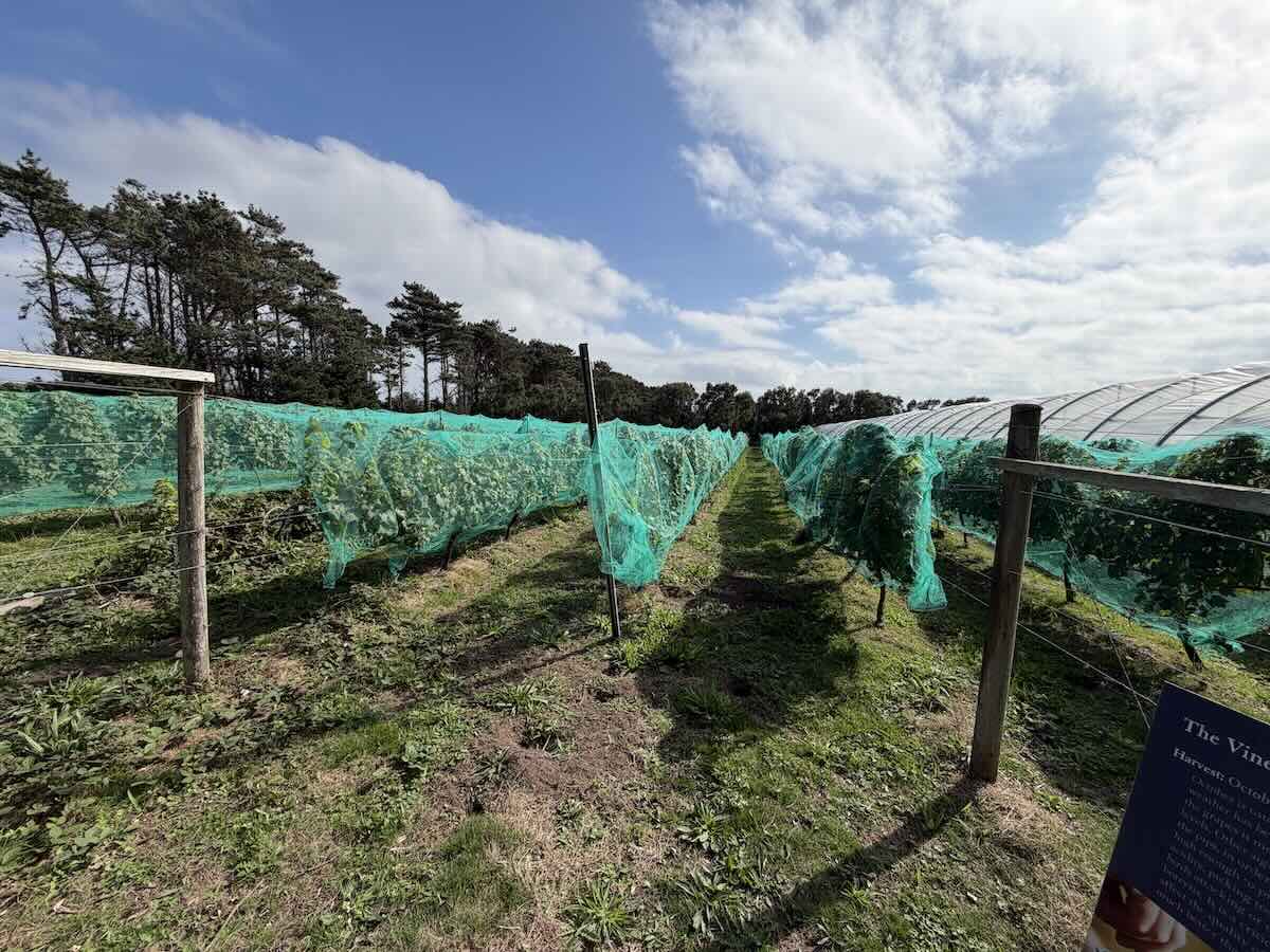 Vines at Silver Carn