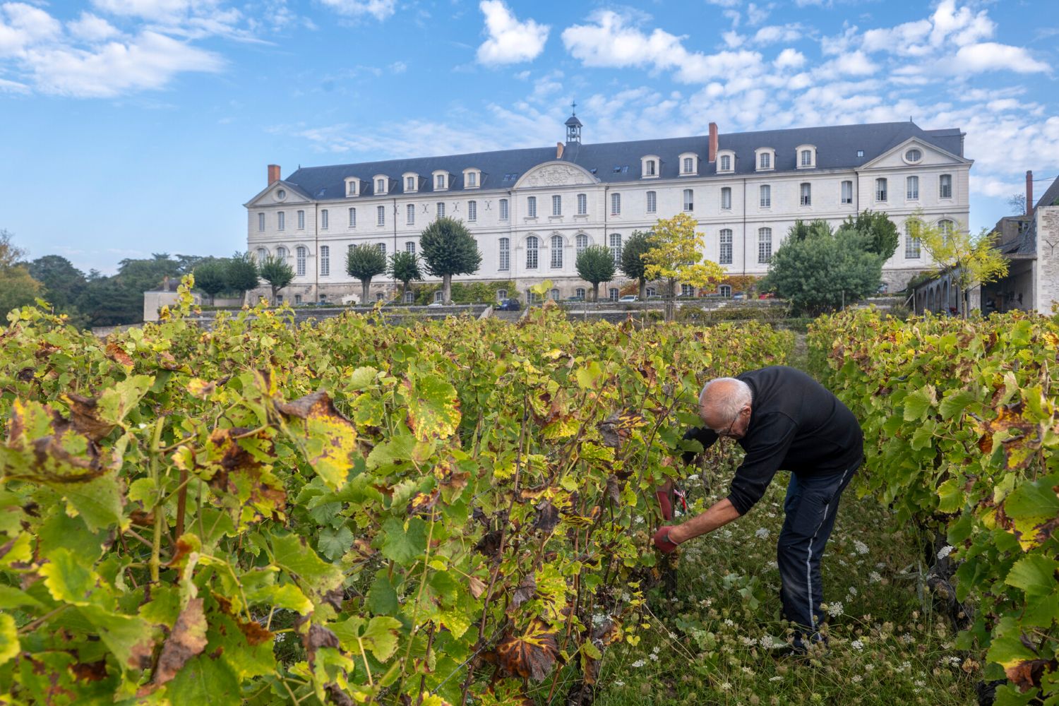 Vineyards in Anjou Loire Valley